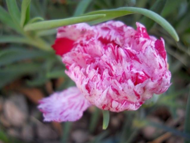 Name:  DSCN6516.jpg
Views: 746
Size:  33.1 KB