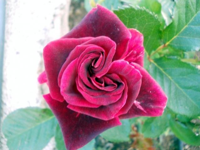 Name:  DSCN6517.jpg
Views: 765
Size:  37.0 KB