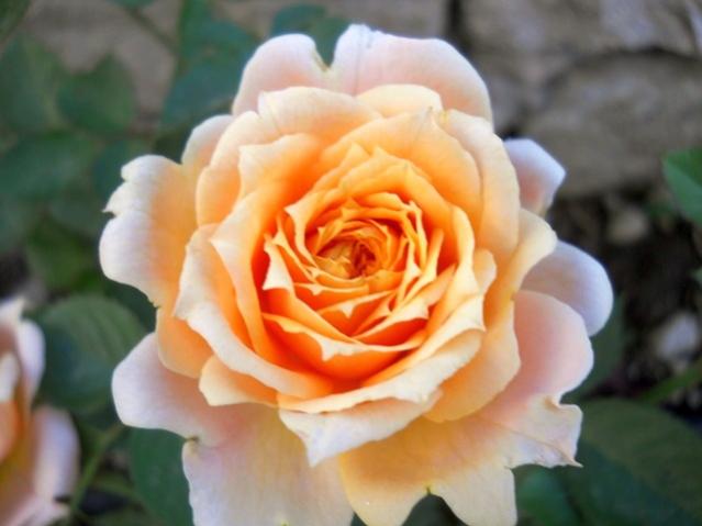Name:  DSCN6514.jpg
Views: 1288
Size:  32.2 KB