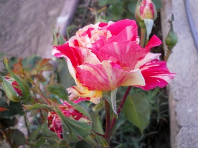 Name:  DSCN6521.jpg
Views: 1434
Size:  38.4 KB