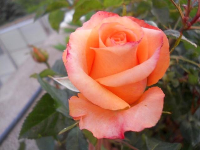 Name:  DSCN6523.jpg
Views: 1195
Size:  29.3 KB