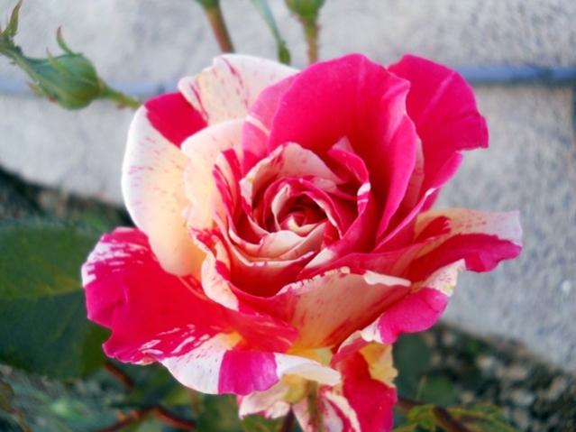 Name:  DSCN6520.jpg
Views: 1154
Size:  37.2 KB