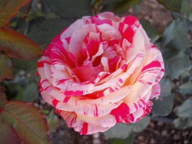Name:  DSCN6519.jpg
Views: 1234
Size:  38.1 KB