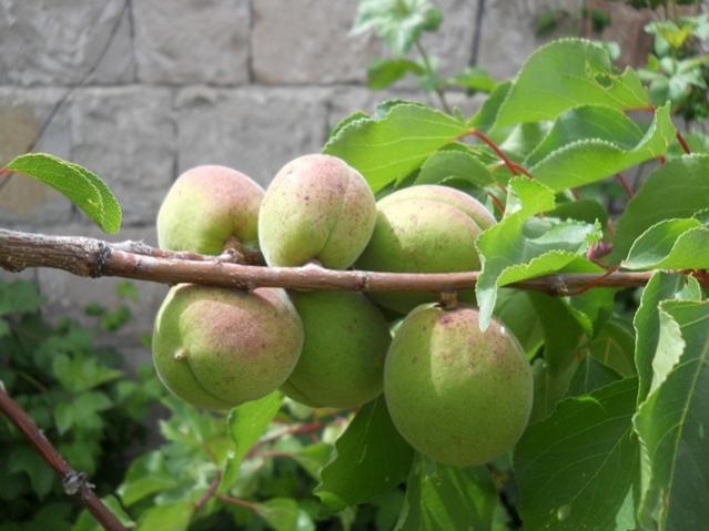 Name:  DSCN6543.jpg
Views: 1144
Size:  40.3 KB
