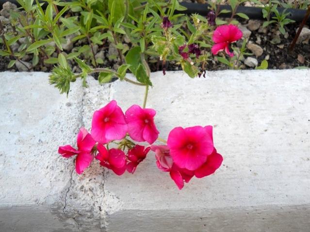 Name:  DSCN6659.jpg
Views: 1154
Size:  54.0 KB