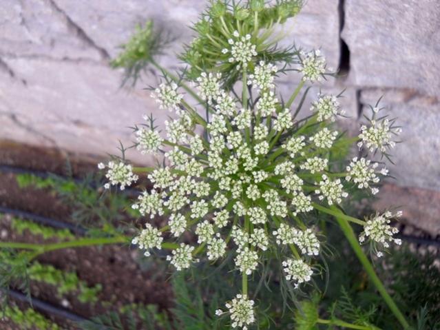 Name:  DSCN6680.jpg
Views: 1126
Size:  55.8 KB