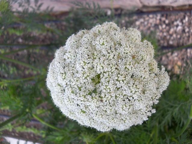 Name:  DSCN6681.jpg
Views: 1159
Size:  52.5 KB