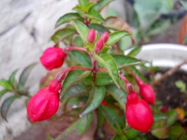 Name:  DSCN6689.jpg
Views: 1079
Size:  32.9 KB