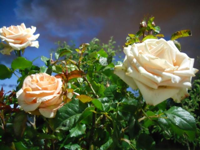 Name:  DSCN6698.jpg
Views: 1055
Size:  44.6 KB