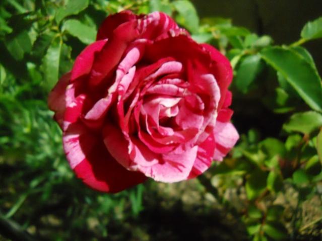 Name:  DSCN6703.jpg
Views: 1092
Size:  38.4 KB
