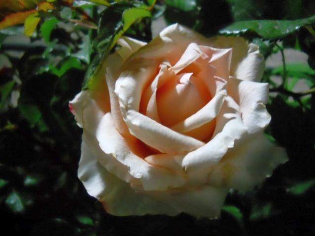 Name:  DSCN6704.jpg
Views: 1066
Size:  32.2 KB