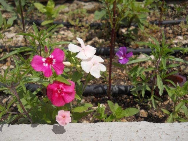 Name:  DSCN6732.jpg
Views: 1103
Size:  55.1 KB