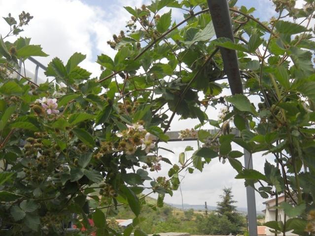 Name:  DSCN6745.jpg
Views: 1042
Size:  62.7 KB