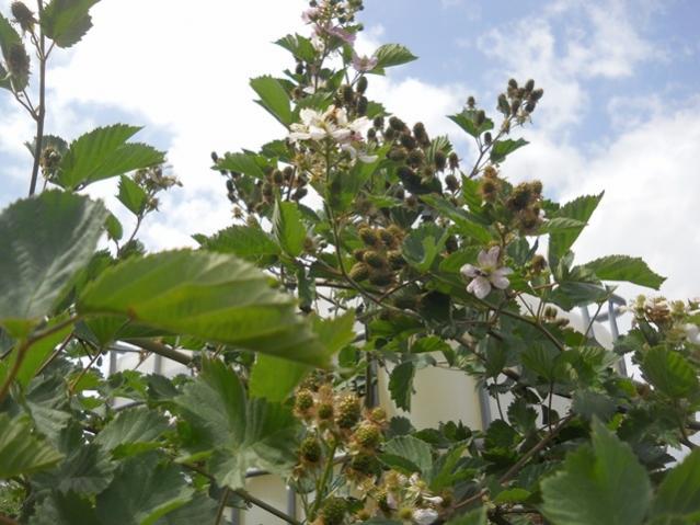 Name:  DSCN6746.jpg
Views: 985
Size:  51.9 KB