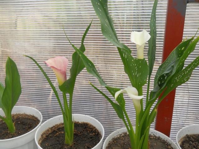 Name:  DSCN6769.jpg
Views: 839
Size:  55.6 KB