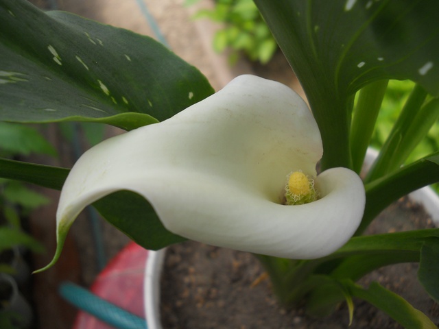 Name:  DSCN6771.JPG
Views: 813
Size:  69.3 KB