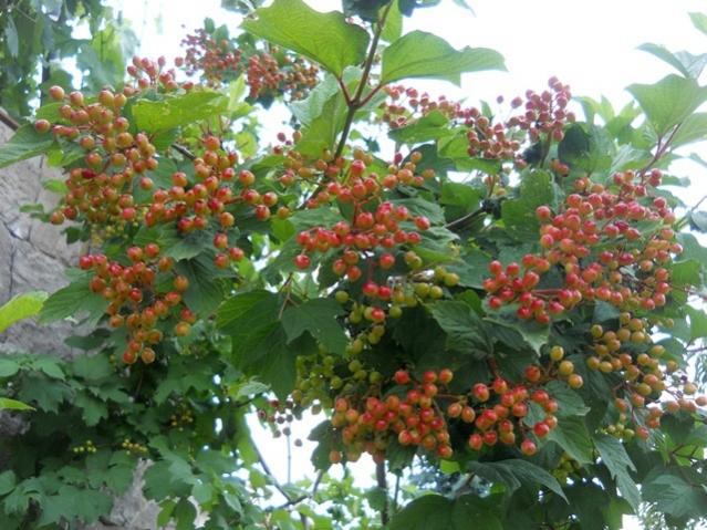 Name:  DSCN6877.jpg
Views: 1478
Size:  63.8 KB