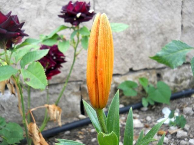 Name:  DSCN6886.jpg
Views: 1304
Size:  42.0 KB