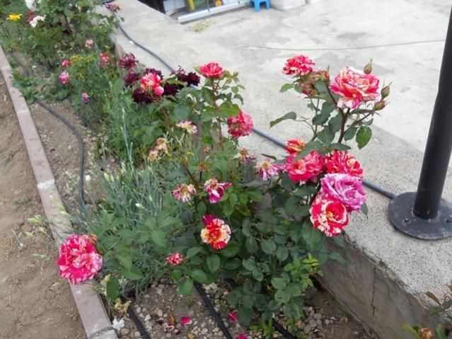 Name:  DSCN6890.jpg
Views: 1321
Size:  63.1 KB