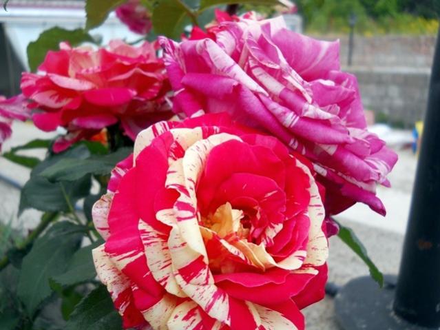 Name:  DSCN6889.jpg
Views: 1305
Size:  48.2 KB