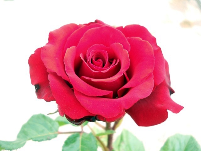 Name:  DSCN6887.JPG
Views: 1384
Size:  65.8 KB