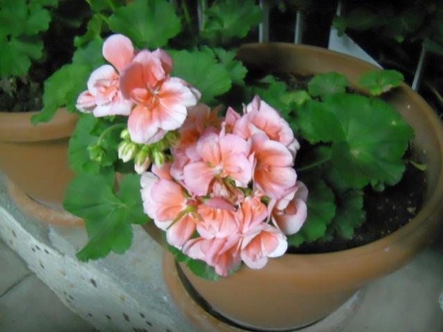 Name:  DSCN6906.jpg
Views: 1240
Size:  35.8 KB