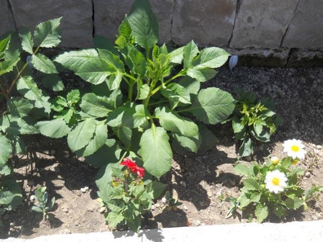 Name:  DSCN7048.jpg
Views: 1250
Size:  62.3 KB