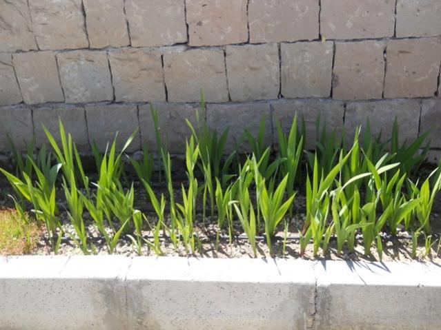 Name:  DSCN7049.jpg
Views: 1265
Size:  52.1 KB