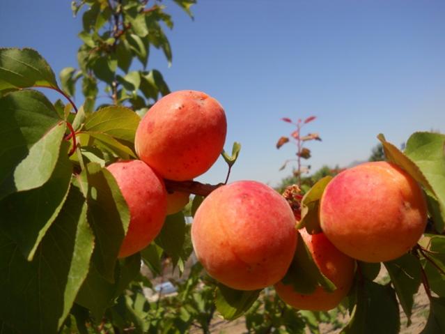 Name:  DSCN7054.jpg
Views: 1231
Size:  35.3 KB