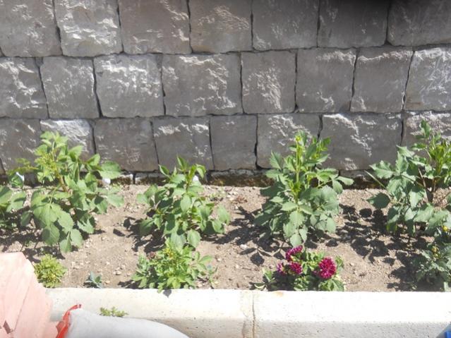 Name:  DSCN7060.jpg
Views: 1235
Size:  60.9 KB