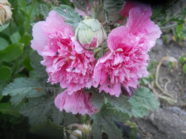 Name:  DSCN7069.jpg
Views: 1346
Size:  45.7 KB