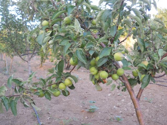 Name:  DSCN7080.jpg
Views: 1216
Size:  62.8 KB