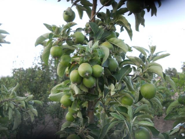 Name:  DSCN7072.jpg
Views: 1210
Size:  45.6 KB