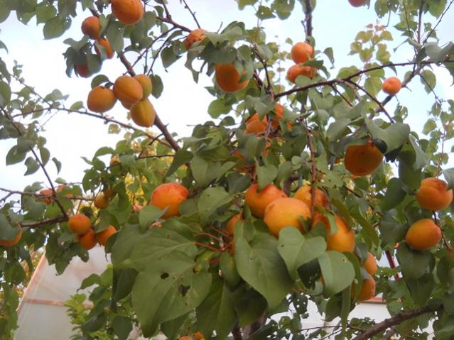 Name:  DSCN7084.jpg
Views: 1209
Size:  59.4 KB