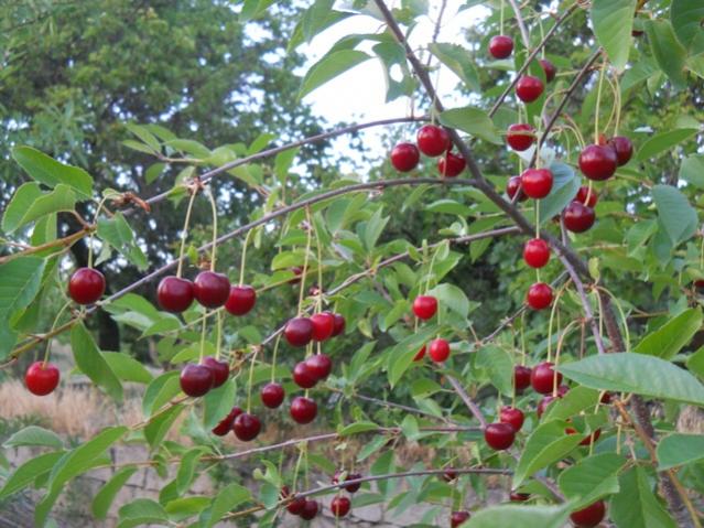 Name:  DSCN7095.jpg
Views: 1226
Size:  64.1 KB