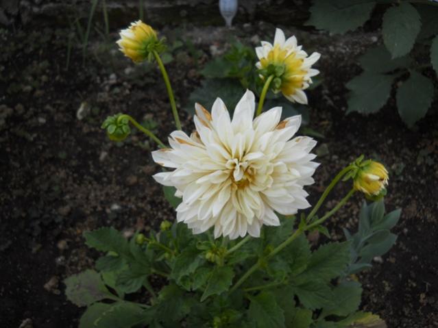 Name:  DSCN7119.jpg
Views: 1295
Size:  38.8 KB