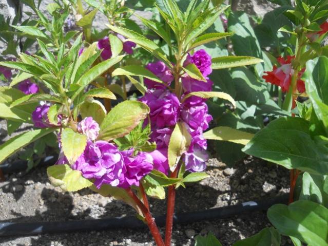 Name:  DSCN7126.jpg
Views: 1974
Size:  65.4 KB