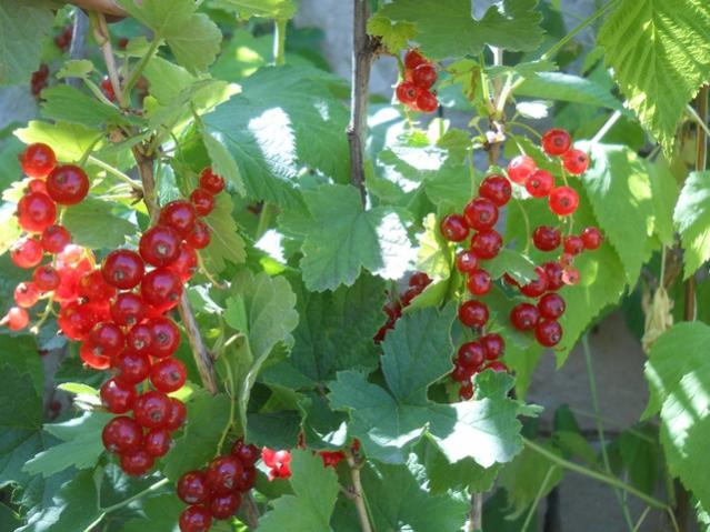 Name:  DSCN7137.jpg
Views: 1132
Size:  55.8 KB
