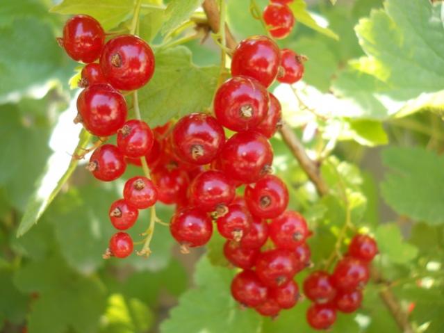 Name:  DSCN7136.jpg
Views: 1141
Size:  37.7 KB