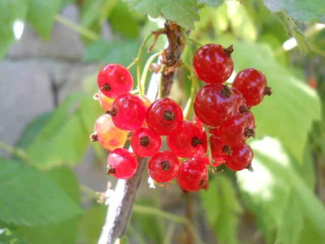 Name:  DSCN7135.jpg
Views: 1138
Size:  33.2 KB