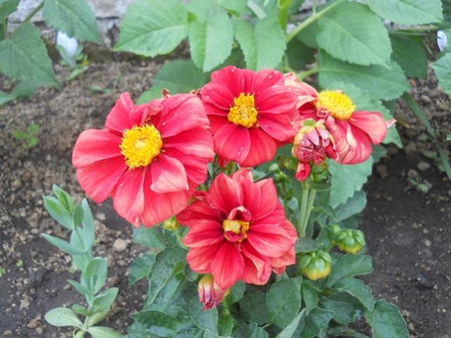 Name:  DSCN7156.jpg
Views: 1051
Size:  53.1 KB