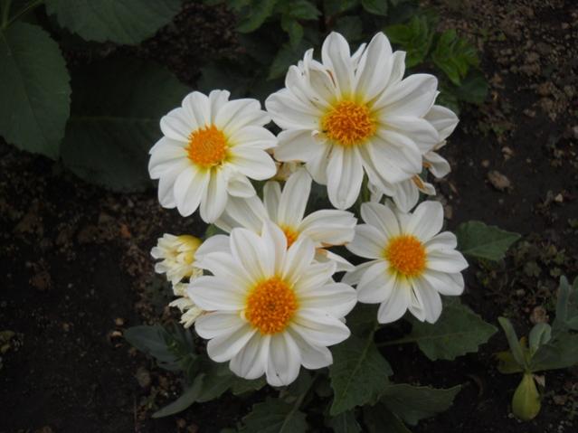 Name:  DSCN7157.jpg
Views: 1020
Size:  37.4 KB