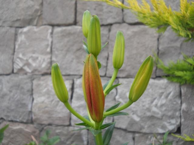 Name:  DSCN7155.jpg
Views: 985
Size:  33.5 KB