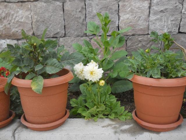 Name:  DSCN7153.jpg
Views: 992
Size:  50.1 KB