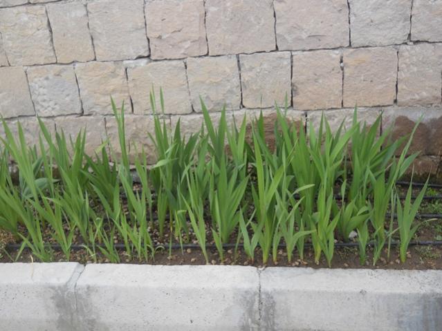 Name:  DSCN7162.jpg
Views: 1006
Size:  51.1 KB