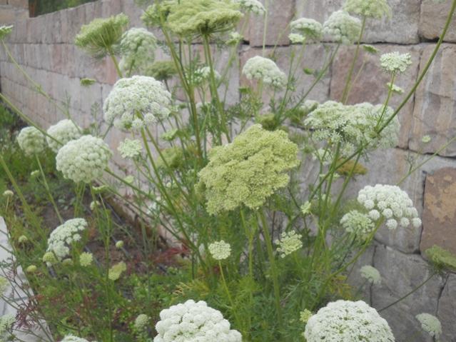 Name:  DSCN7166.jpg
Views: 990
Size:  56.5 KB