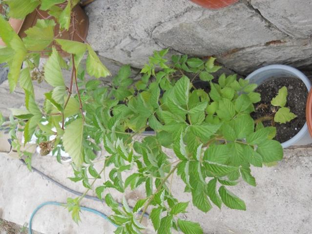Name:  DSCN7172 - Kopya.jpg
Views: 1004
Size:  55.5 KB