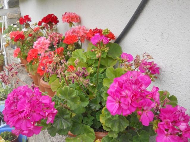 Name:  DSCN7173.jpg
Views: 2178
Size:  56.6 KB