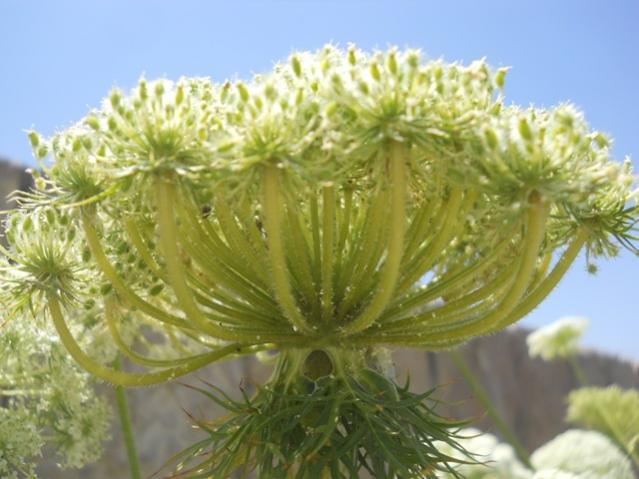 Name:  DSCN7200.jpg
Views: 2189
Size:  43.1 KB