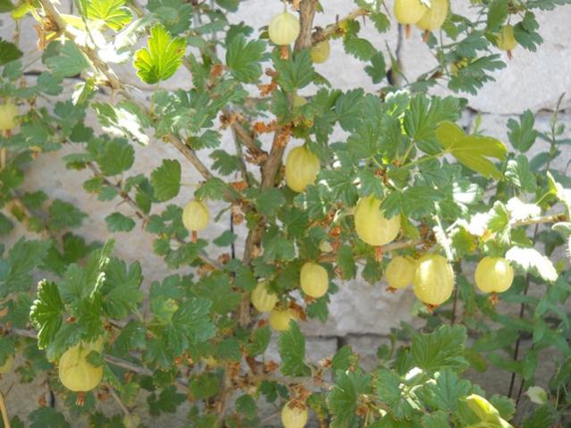 Name:  DSCN7208.jpg
Views: 2250
Size:  57.2 KB